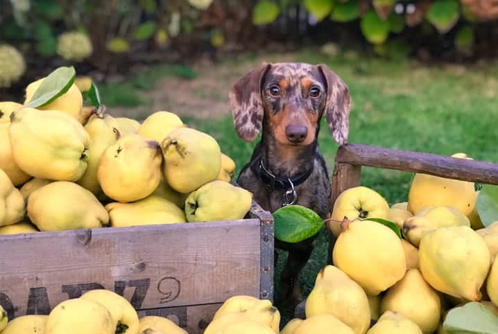 Cachorro da raça Dachshund entre duas caixas de limão siciliano.