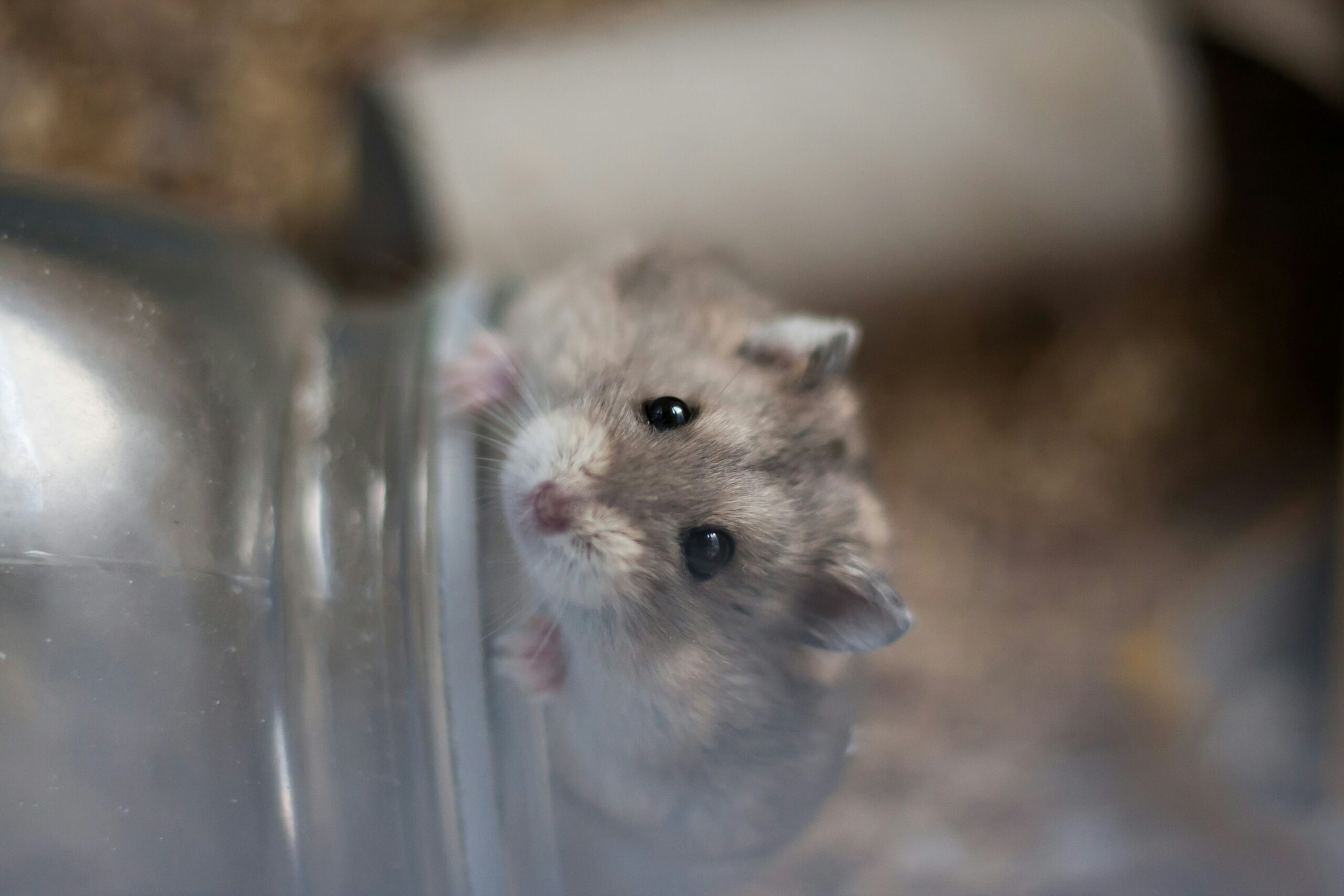 Imagem de hamster anão russo