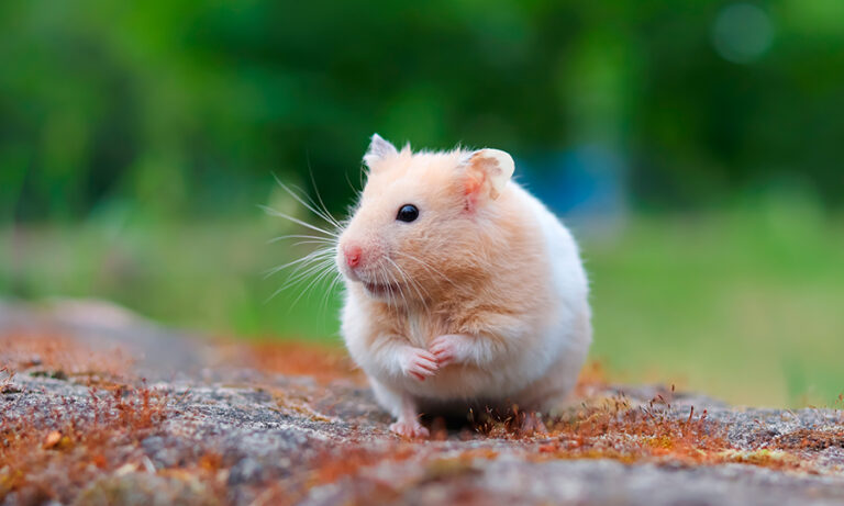 Hamster é animal silvestre ou doméstico? Aprenda aqui!