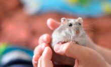 Imagem de um hamster