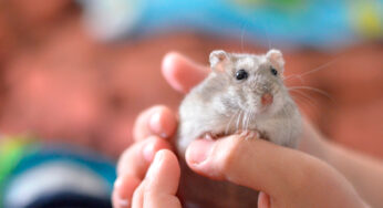 Hamster é animal silvestre?