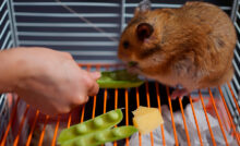 Imagem de hamster comendo ervilha