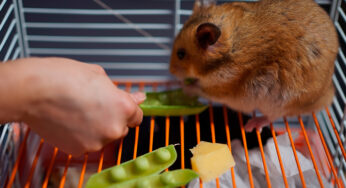 Hamster pode comer ervilha