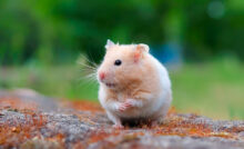 Imagem de um hamster