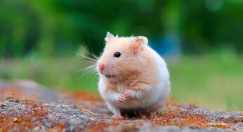 Hamster pode comer jabuticaba