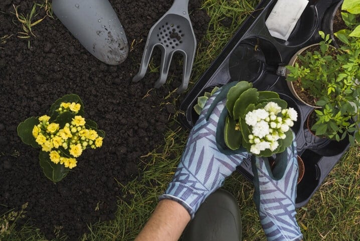 Mãos segurando muda de planta.