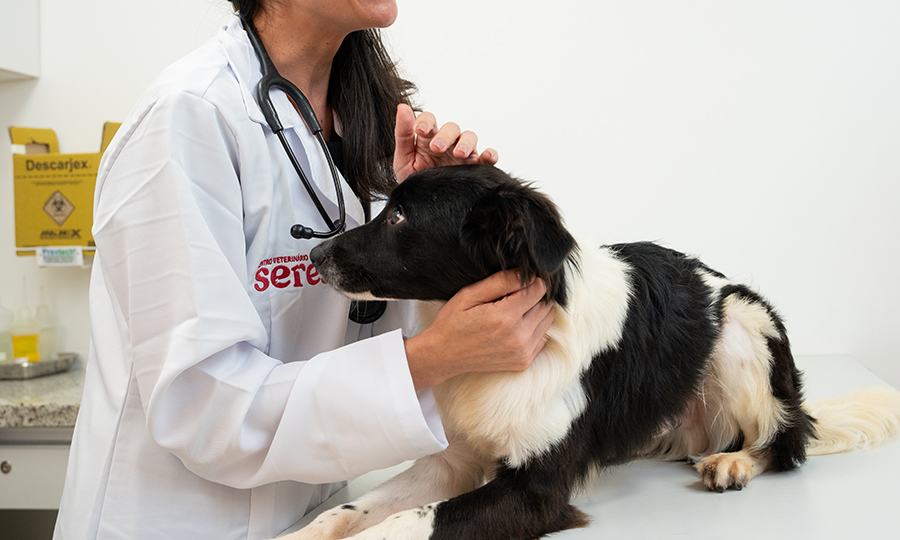Qual a melhor vitamina para queda de pelo cachorro? 3 Cachorro sendo examinado por veterinária.