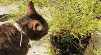 Plantas seguras para gatos