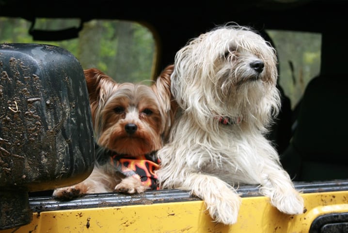 Transporte pet: pode levar cachorro no ônibus? 1 Dois cachorros dentro de veículo.