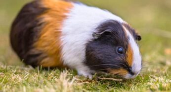 Descubra se porquinho-da-índia pode comer semente de girassol!