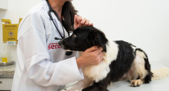 Torção gástrica em cães