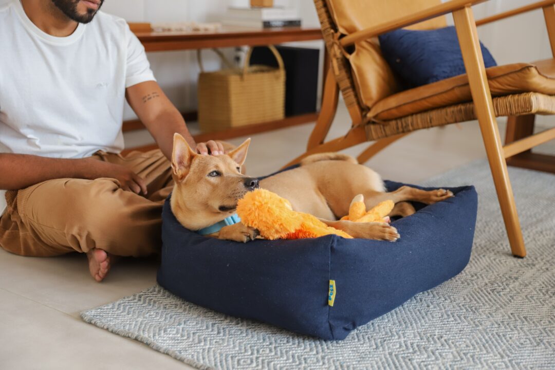 Cachorro deitado na caminha e o tutor ao lado.
