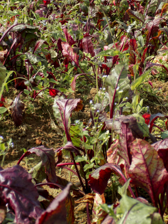 Plantação de beterraba.