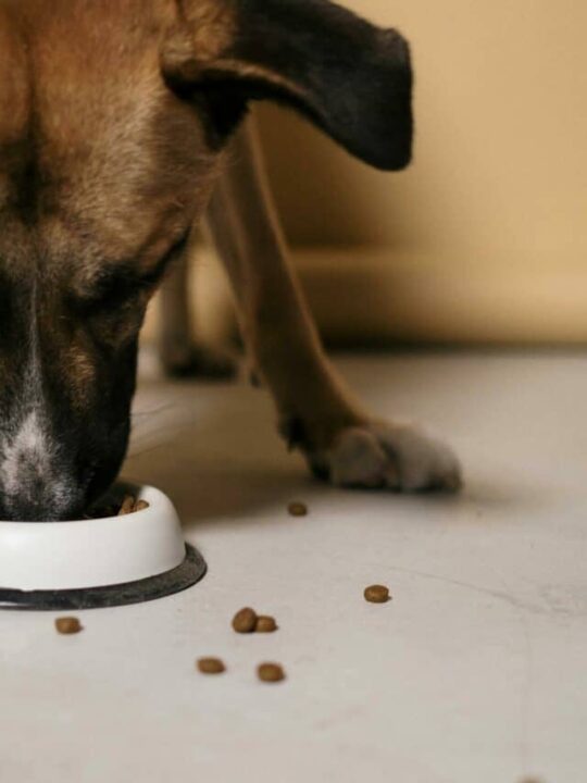 Imagem de cachorro comendo ração