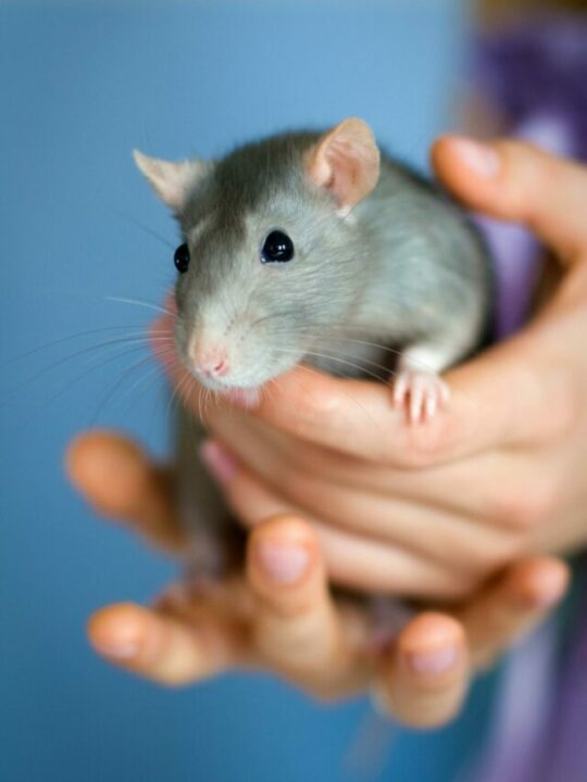 Rato sendo segurado nas mãos de uma pessoa.