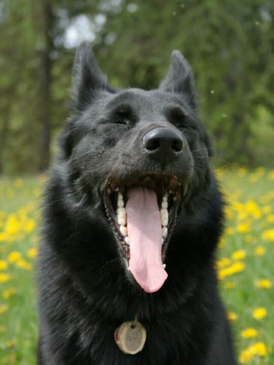Cachorro preto com a língua de fora.