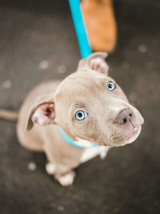 Imagem de pibtull filhote