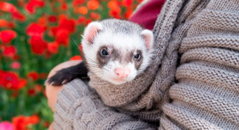 Ferret ou Furão?