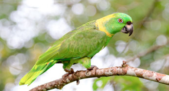 Papagaio pode comer brócolis?