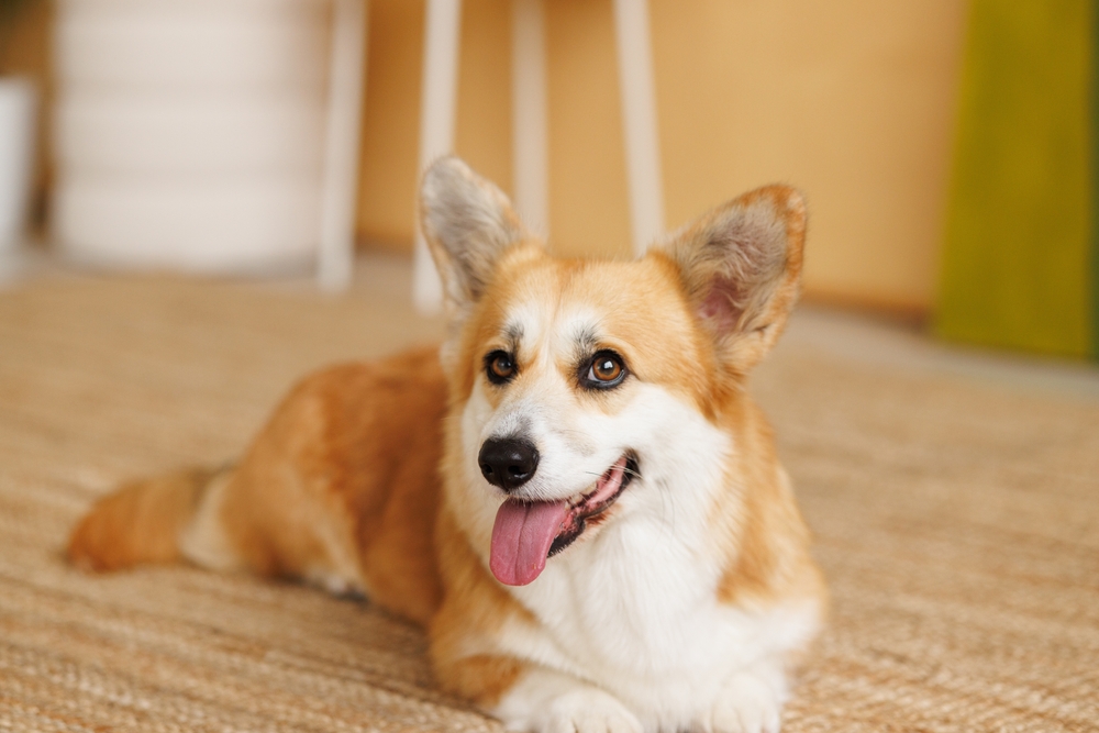 Cachorro Welsh Corgi deitado.