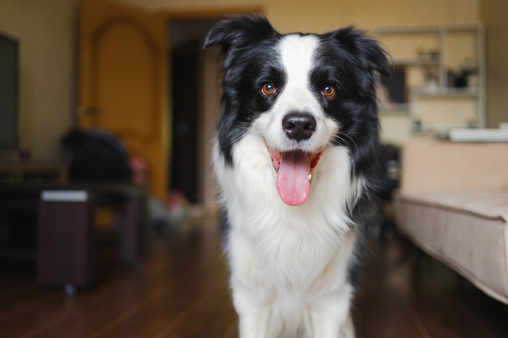 Cachorro Border Collie.