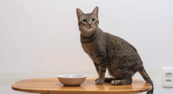 Sons que gatos não gostam