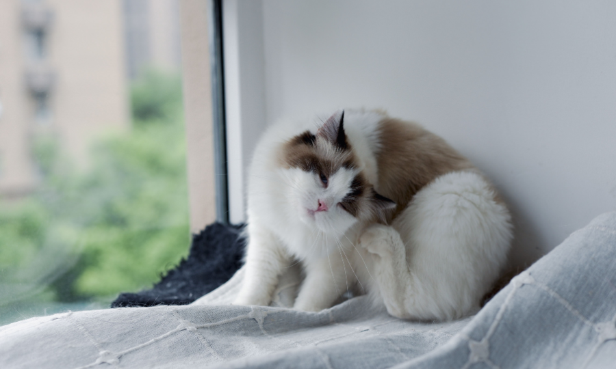 Gato se coçando perto da janela.