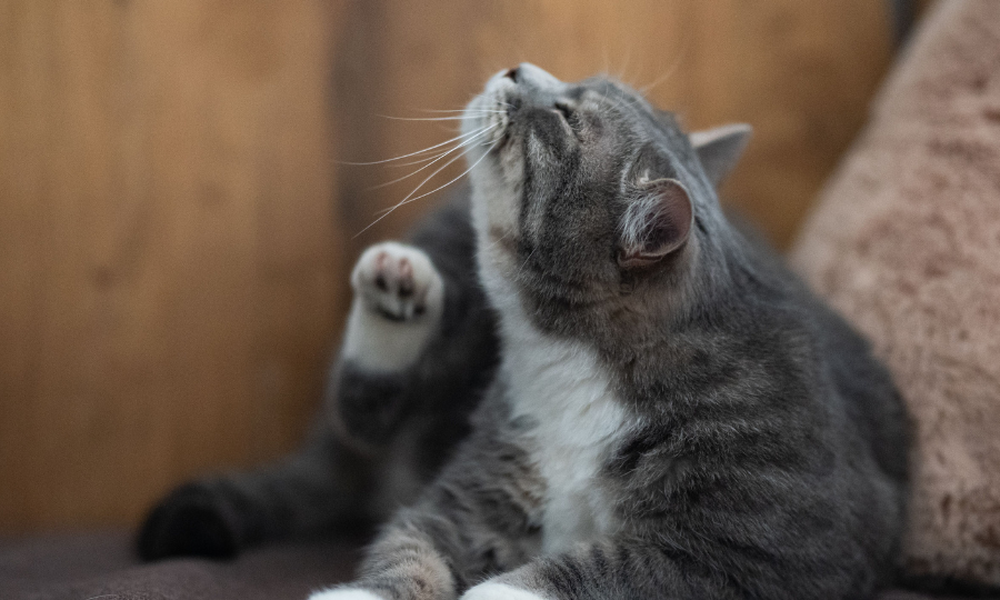 Gato se coçando.