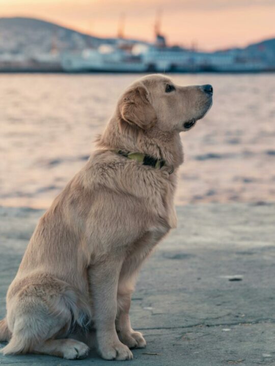 Cachorro golden sentado.