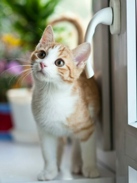 gatinho filhote branco e laranja