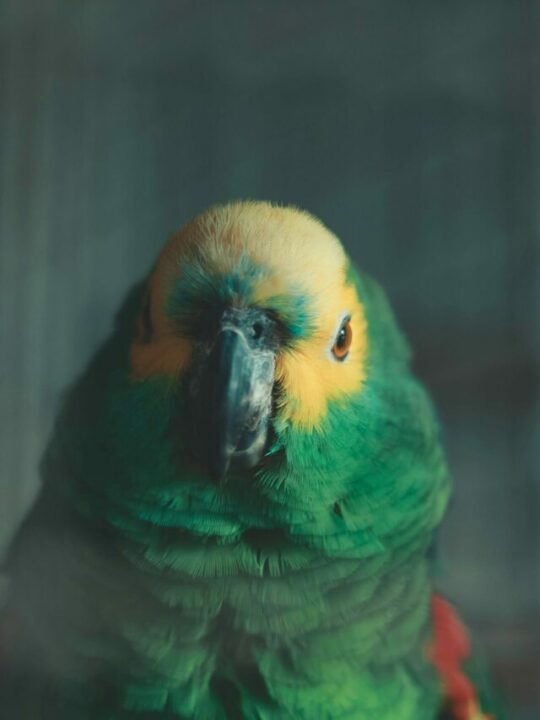 Imagem de um papagaio