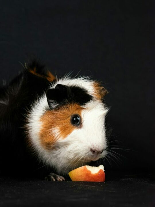 Porquinho-da-india comendo maçã.