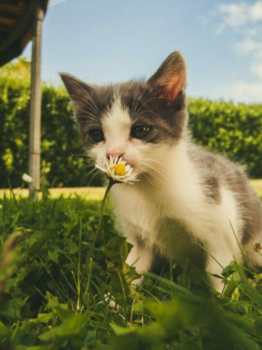 Imagem de gato cheirando uma flor
