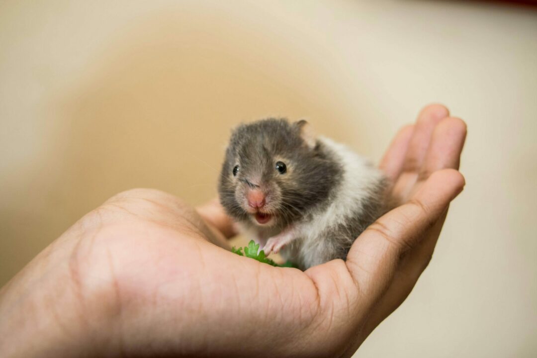 Hamster comendo folha na mão de uma pessoa.