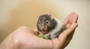 Confira incríveis nomes para hamster