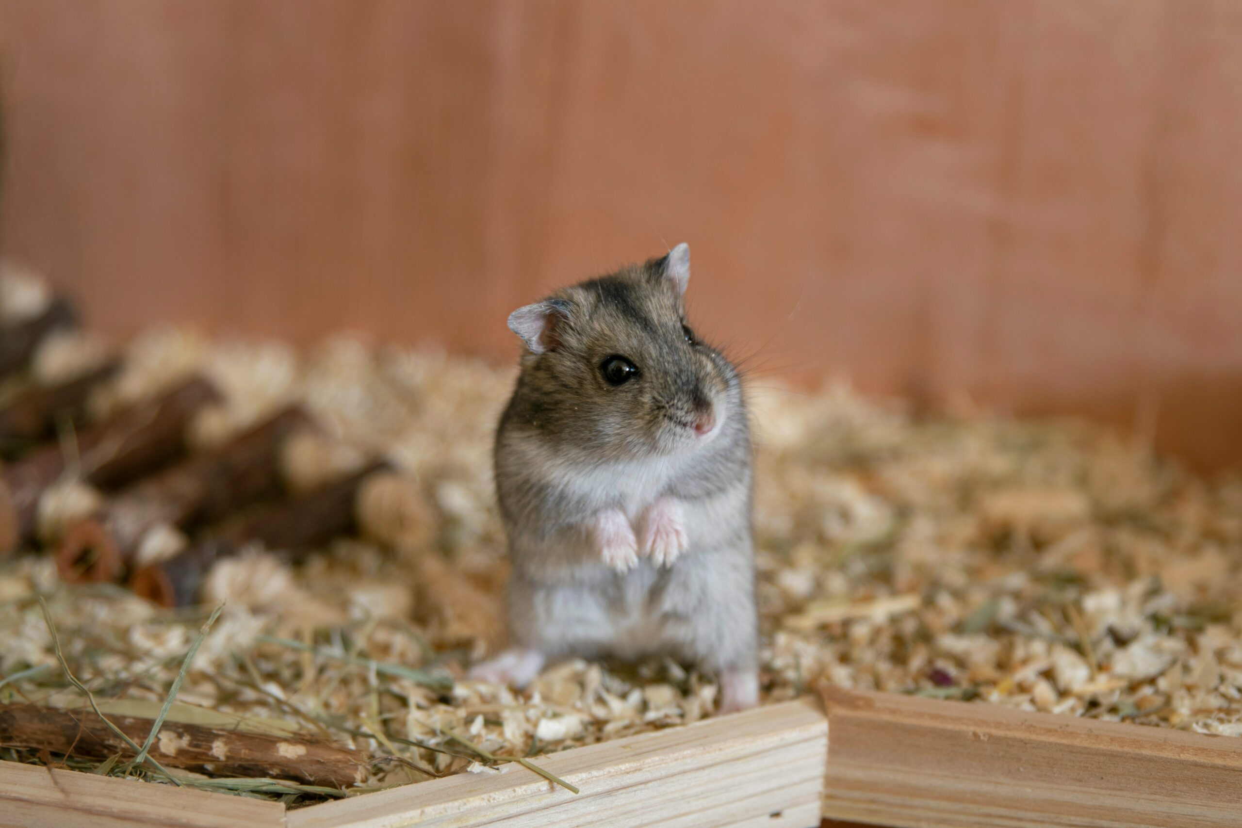 Hamster dentro de gaiola.