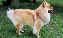 Cachorro chow chow com coleira rosa.