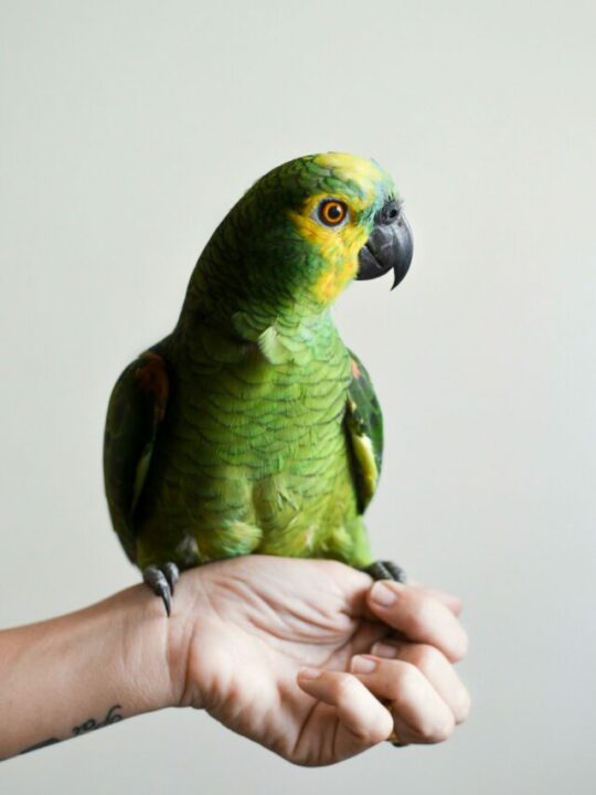 alimentos-para-papagaio-capa