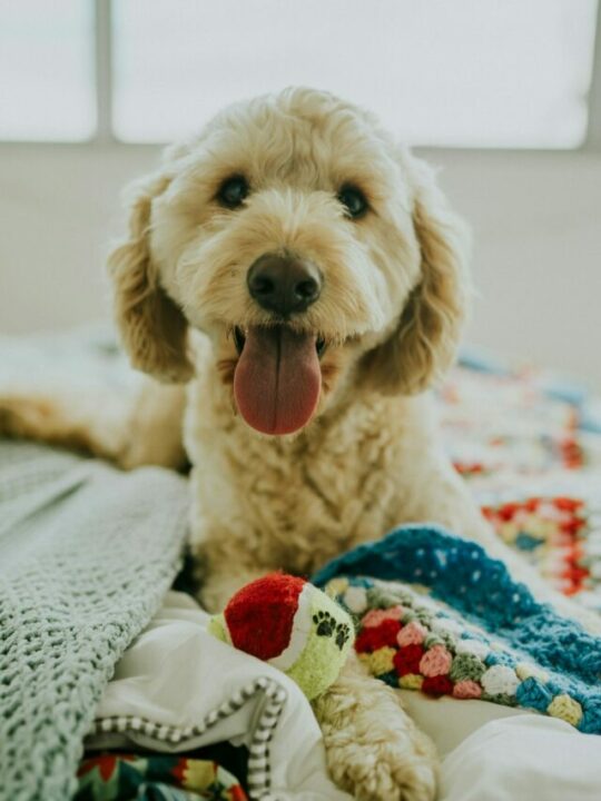 Imagem de animal com brinquedo para pet