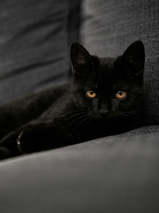 Gato preto no sofá cinza.