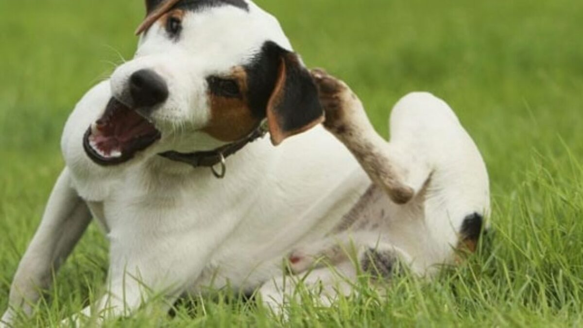 Cachorro coçando a orelha.