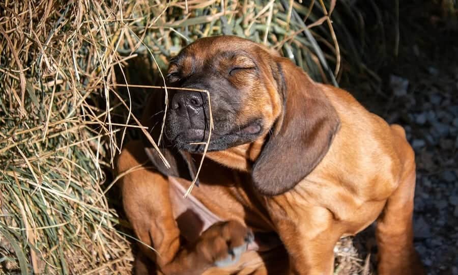 Cachorro se coçando.