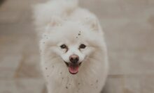 Spitz Alemão com pelos brancos e sujeiras em algumas partes.