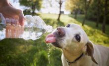 Imagem de cachorro bebendo água