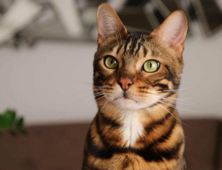 Gato de pelos rajados e olhos verdes.