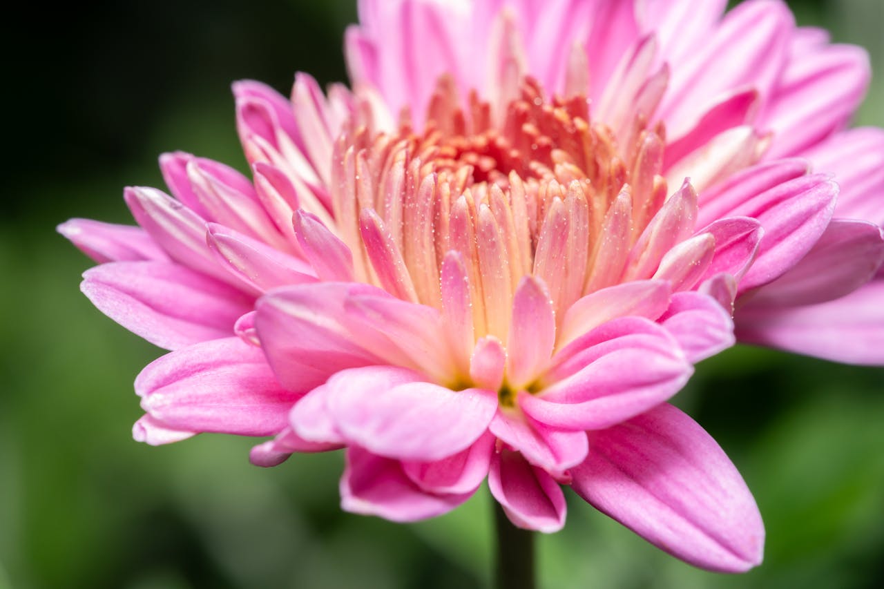 Crisântemo rosa.