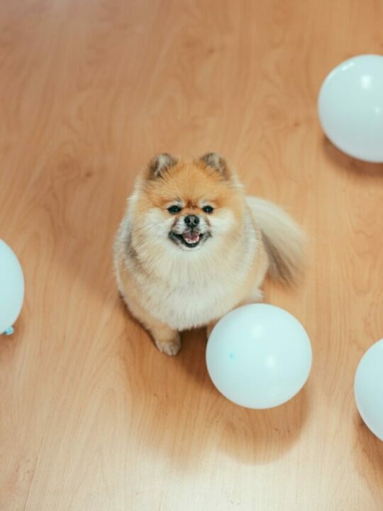 Imagem de cachorro em meio a balões brancos