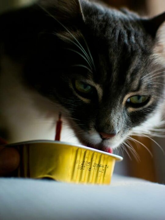 Imagem de gato com petisco