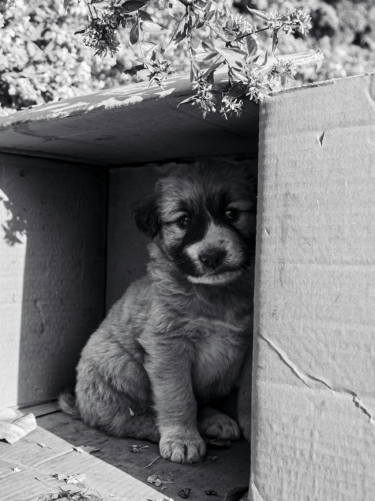 Cachorro dentro da caixa de papelão.