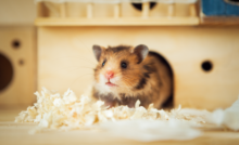 Hamster na gaiola.